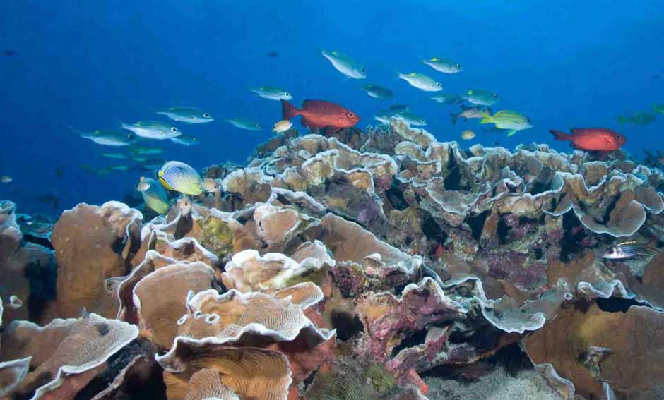 East Coast Reefs