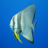 Longfin Batfish - Platax teira