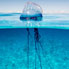 Image of Blue Bottle which is not a true jellyfish