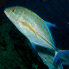 Bluefin Trevally - Caranx melampygus