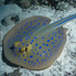 Bluespotted Stingray - Taeniura lymma