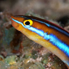 Bluestriped Fangblenny - Plagiotremus rhinorhynchos