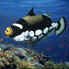 Clown Triggerfish - Balistoides conspicillum