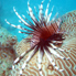 Common Lionfish - Pterois volitans
