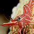 Durban Dancing Shrimp - Rhynchocinetes durbanensis
