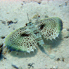 Flying Gurnard - Dactylopterus volitans