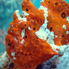 Frogfish / Anglerfish - Antennariidae
