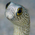Spotted Garden Eel - Heteroconger hassi