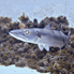 Great Barracuda - Sphyraena barracuda