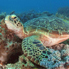 Green Turtle - Chelonia mydas
