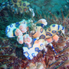 Harlequin Shrimp - Hymenocera picta