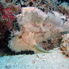 Leaf fish - Taenianotus triacanthus
