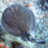 Black-spotted Torpedo Ray - Torpedo fuscomaculata