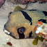 Masked Porcupinefish - Diodon liturosus