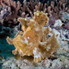 Mauritius Scorpionfish - Rhinopias eschmeyeri
