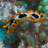 Ocellated Wart Slug - Phyllidia ocellata