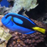 Palette Surgeonfish - Paracanthurus hepatus