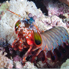 Peacock Mantis Shrimp - Odontodactylus scyllarus