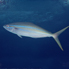 Rainbow Runner - Elagatis bipinnulata