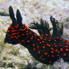 Nudibranch (Neon Slug) - Nembrotha guttata