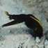 Ribbon Eel - Rhinomuraena quaesita