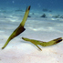 Seagrass Ghost Pipefish - Solenostomus cyanopterus