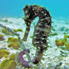 Spiny Seahorse - Hippocampus histrix