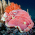 Spanish Dancer - Hexabranchus sanguineus