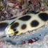 Spotted Snake Eel - Myrichthys maculosus