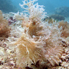 Weedy Scorpionfish - Rhinopias frondosa