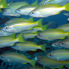 Bigeye Snappers - Lutjanus lutjanus