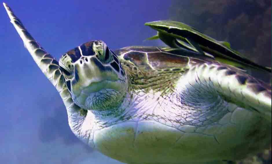 Mnemba Island Dive Sites