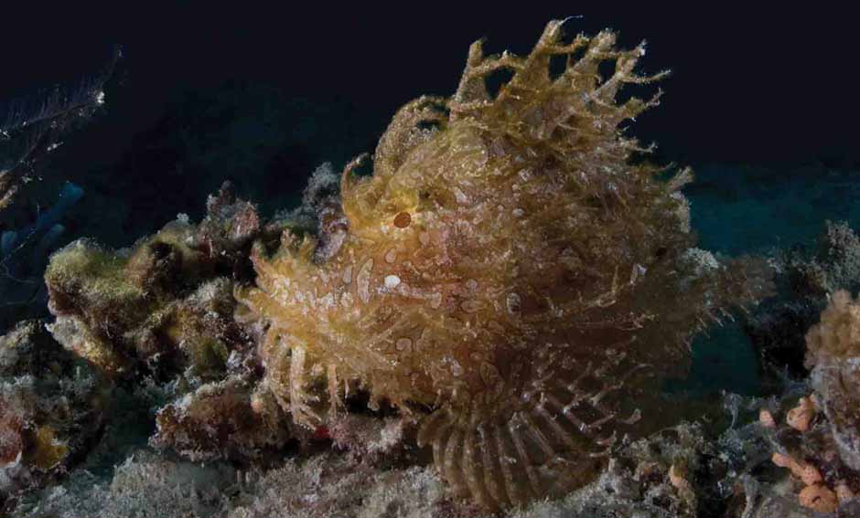 Shamzi and Home Reefs