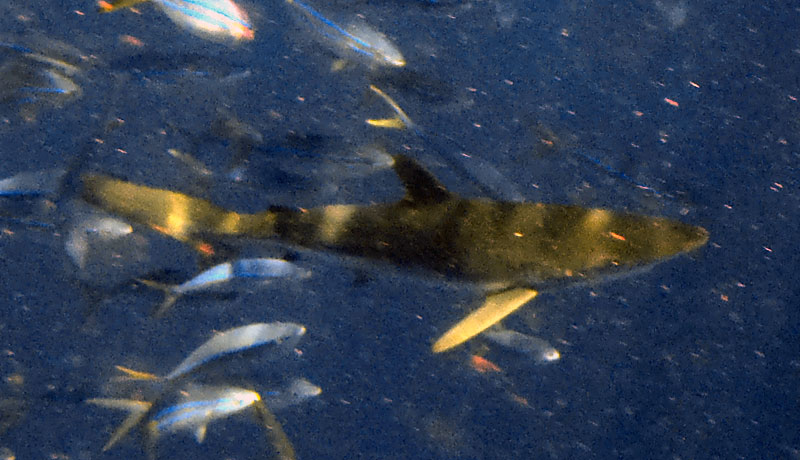 Image shows a shark which was circling the wreck and later identified as a Dusky Shark by South African shark experts.