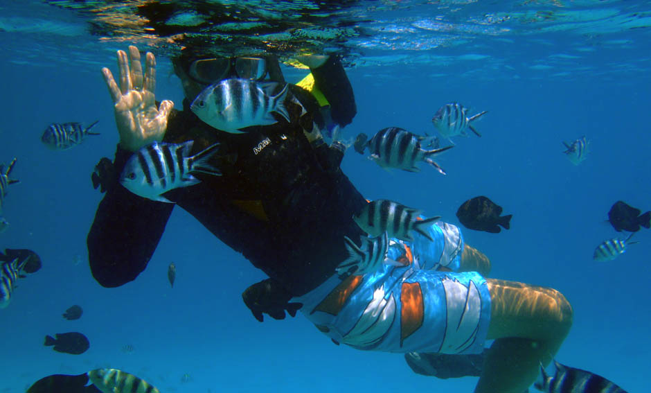 Snorkeller on Mnemba surrounded by scissortail seargent fish