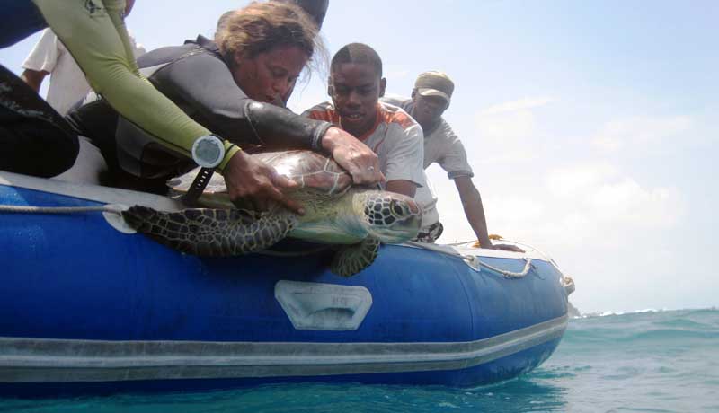 Closeup of the turtle just before it entered the ocean